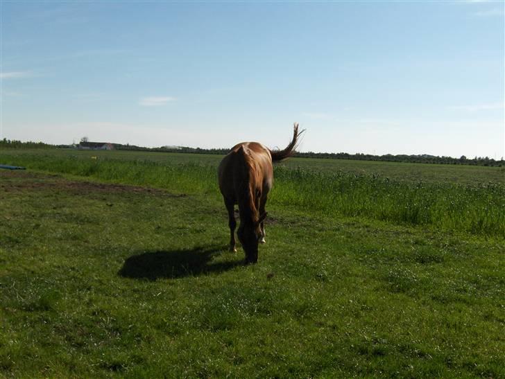 Dansk Varmblod Liten rider hende for en! billede 3