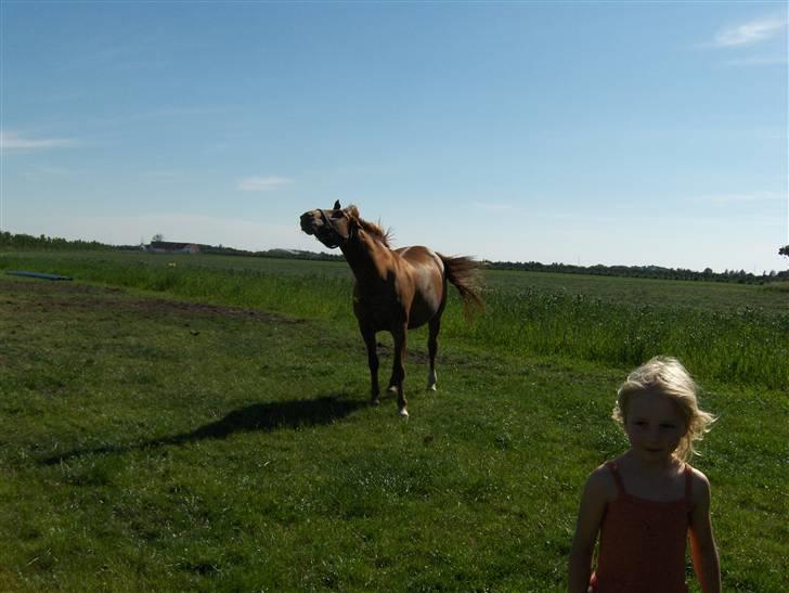 Dansk Varmblod Liten rider hende for en! - her er min lille søster og liten!  billede 4