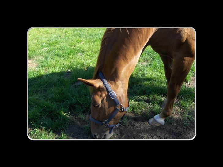 Dansk Varmblod Liten rider hende for en! - jeg har ikk lige flere billeder endnu, men der kommer mange flere når jeg kommer ud til hende igen! billede 5