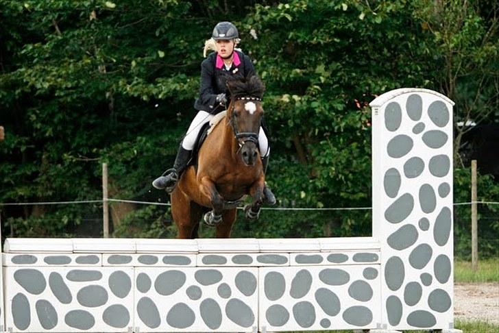 Welsh Cob (sec D) Lesto Marquis - klubmesterskab DARK 2010 foto: sanne svendsen billede 8