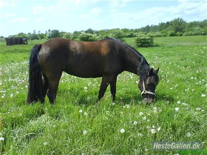 Welsh Cob (sec D) Lesto Marquis - På græs <3 er hun ikke lige noget af en hotling ? d;  billede 10