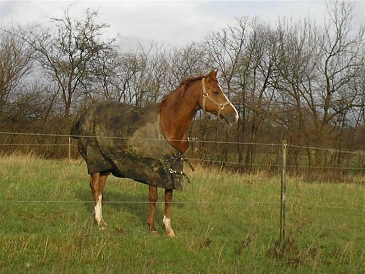 Hollandsk Sportspony San Diëgo  billede 1