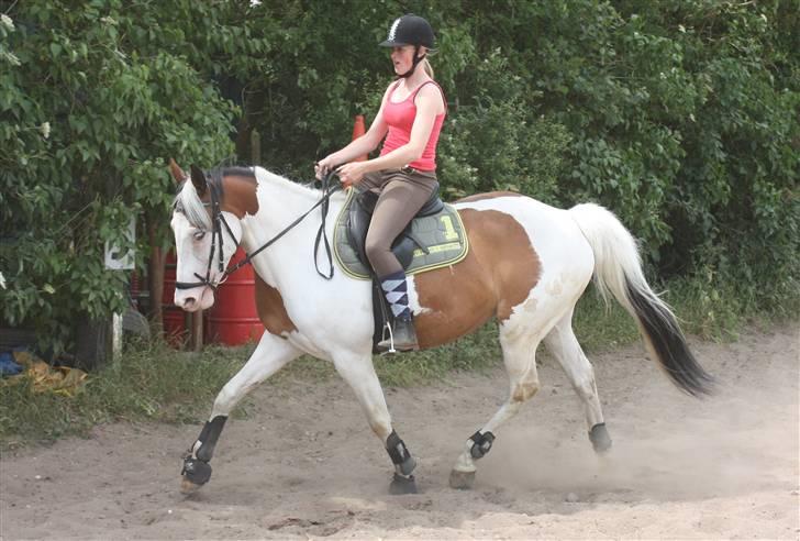 Pinto S.P. Dixie *R.I.P* - D. 28/6-09 Malene og Dixie #3 billede 3
