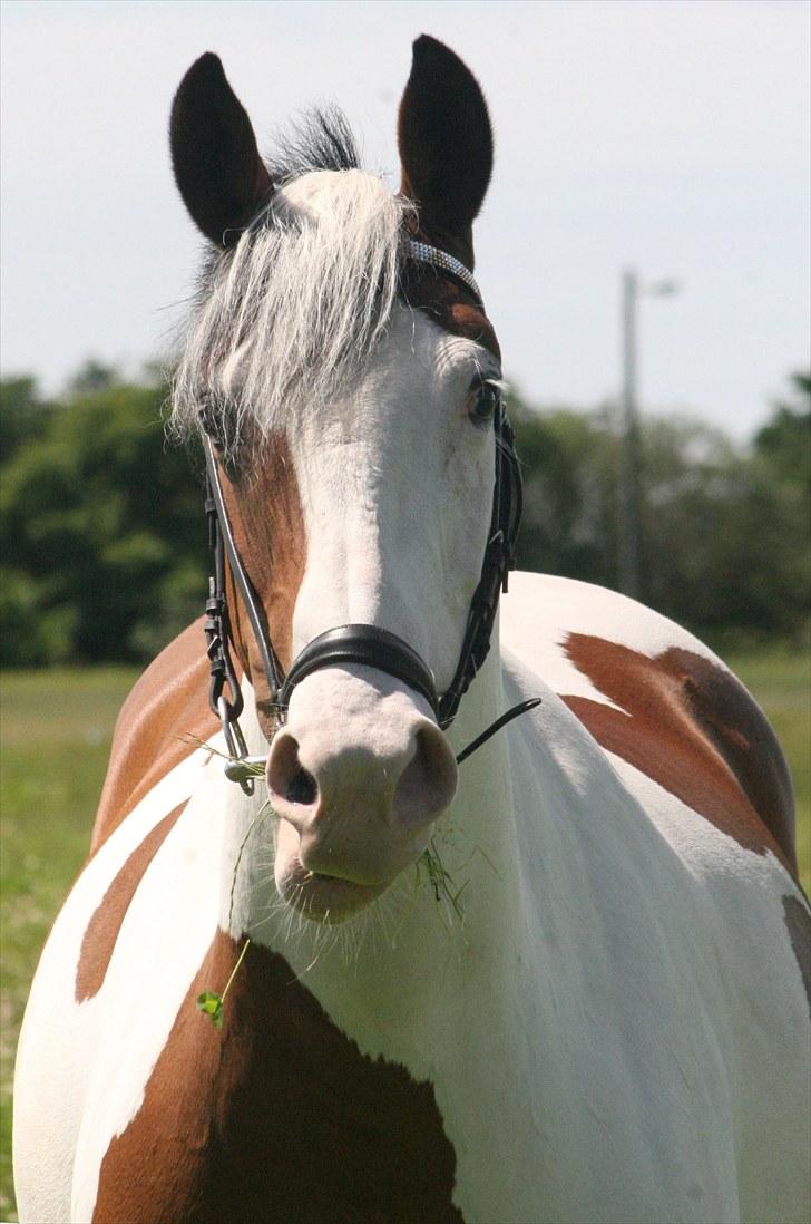 Pinto S.P. Dixie *R.I.P* -  Foto: Marianne Eiby #4 billede 4