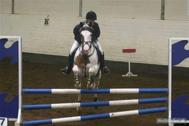 Pinto S.P. Dixie *R.I.P* - Camilla og Dixie til stævne på TJR, første stævne sammen  #9 billede 9