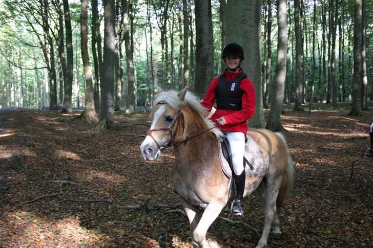 Haflinger Guldborggaard's Nero - Astrid til jagt.. billede 16