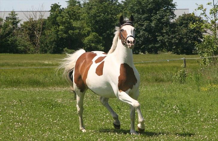 Pinto S.P. Dixie *R.I.P* - Så smuk så smuk.. Foto: Marianne Eiby  #10 billede 10