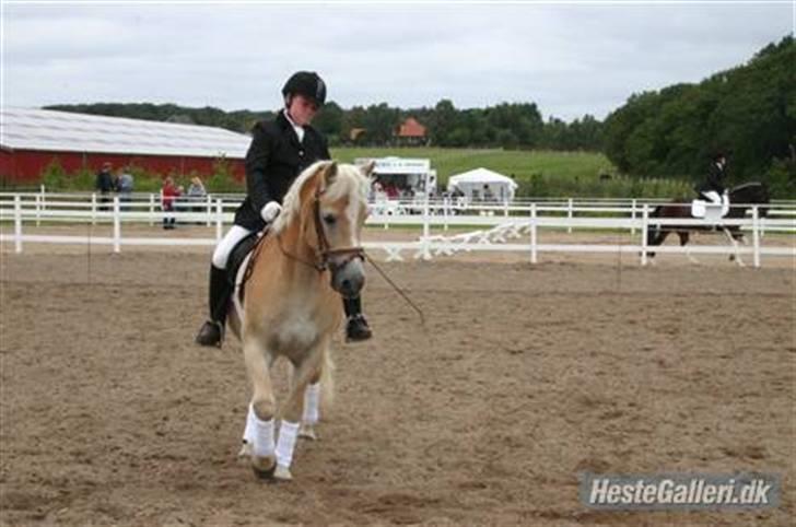 Haflinger Guldborggaard's Nero - Til stævne på Tåsinge ridecenter billede 17