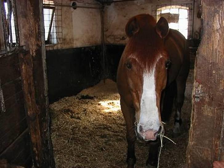 New Forest Reijnders Donna - Alfivet - SMUKKESTE PONY DER FINDES (´´: <3 billede 19