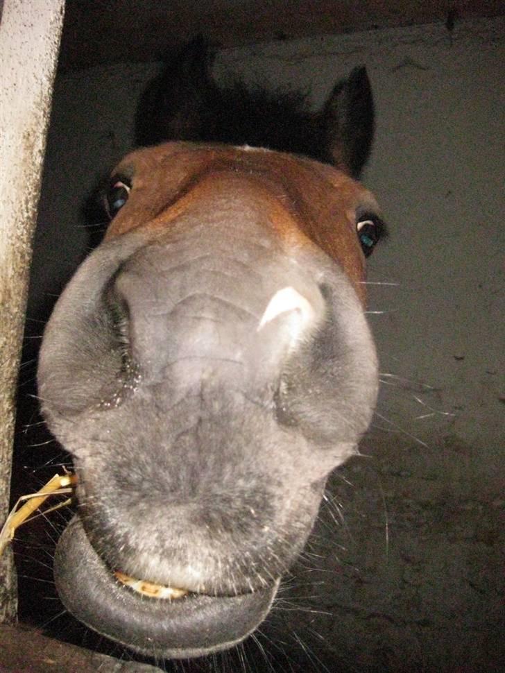 New Forest Don Juan <3 *red engang* - 1#Velkommen til Don Juans profil. <3 I love you! <3 DEN BEDSTE PONY I HELE VERDEN! billede 1