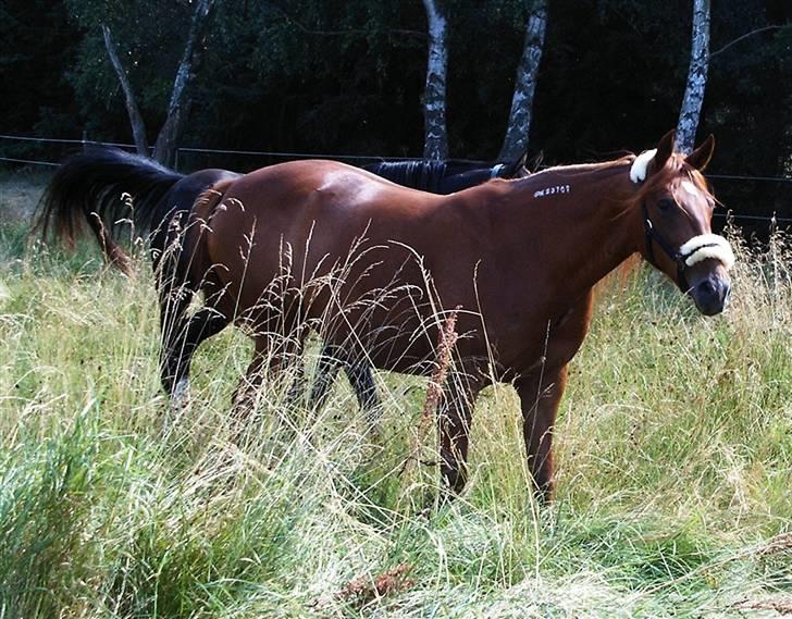 Traver Darling - Darling på ridelejr i vålse 2006 billede 11