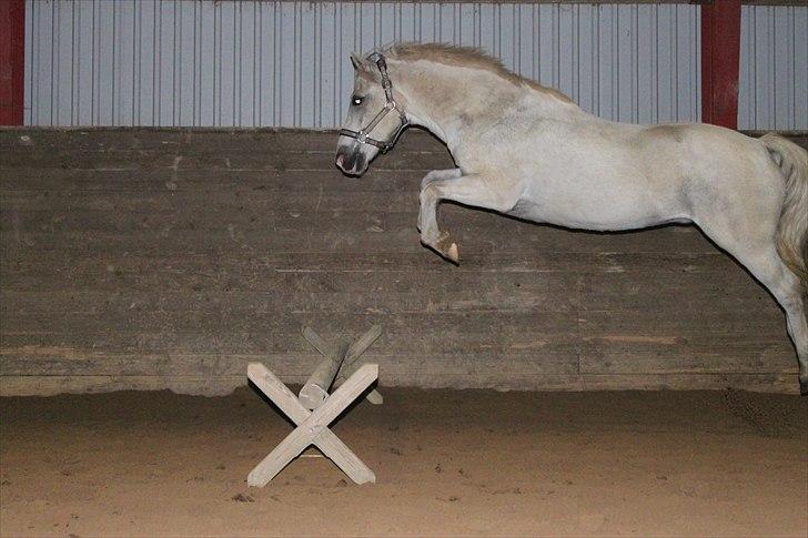 Anden særlig race GHOST BUSTER - En cavaletti? WTF... :D billede 1