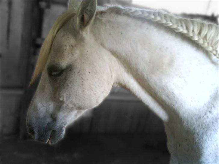 Anden særlig race GHOST BUSTER billede 3