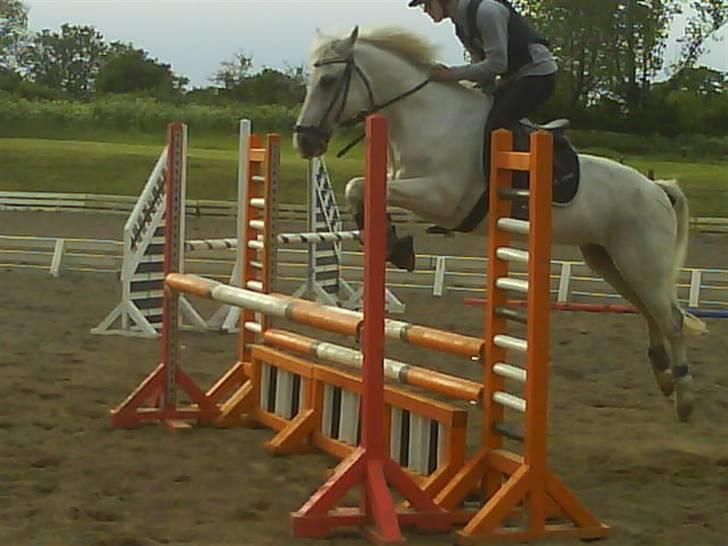 Anden særlig race GHOST BUSTER - Springning torsdag den 29 maj 08 (:  billede 4