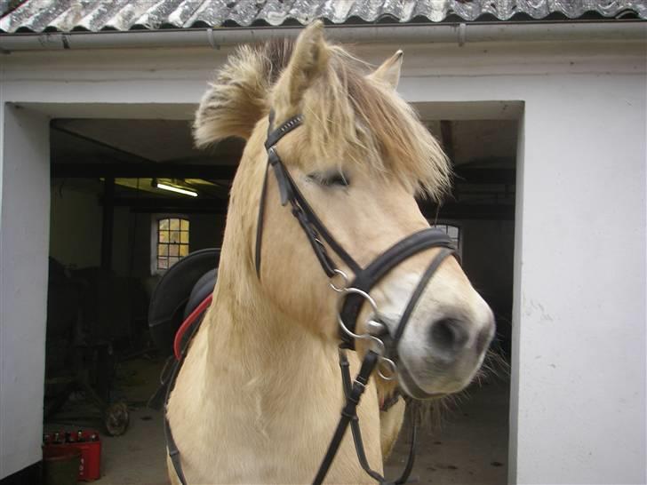 Fjordhest Klaus - Er du træt? billede 3