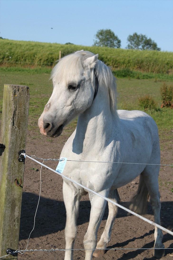 Anden særlig race GHOST BUSTER billede 5