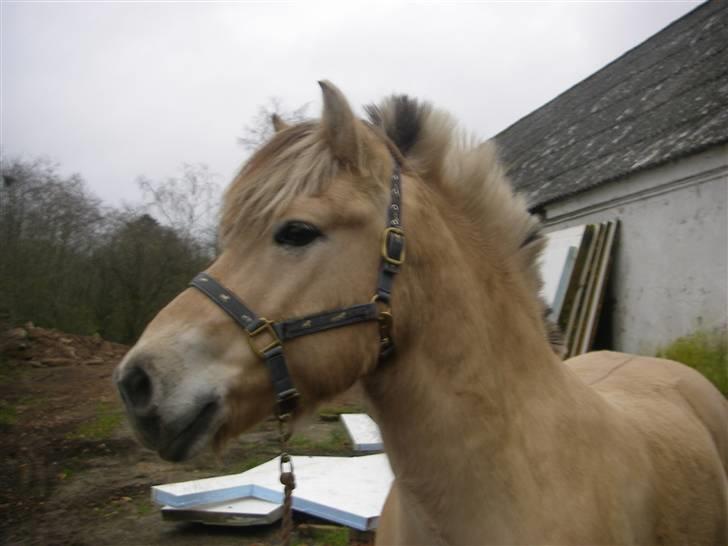 Fjordhest Klaus - Er du klar søde<3 billede 4