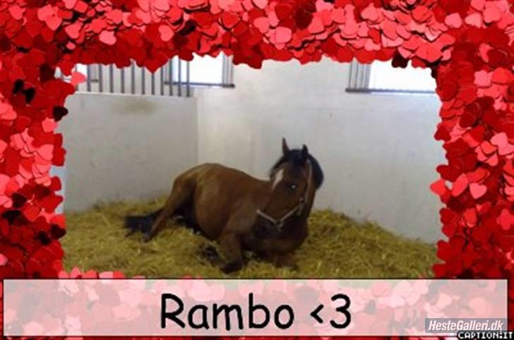 Welsh Cob (sec D) Rambo(solgt) - welcomen til charmetroldens profil billede 1