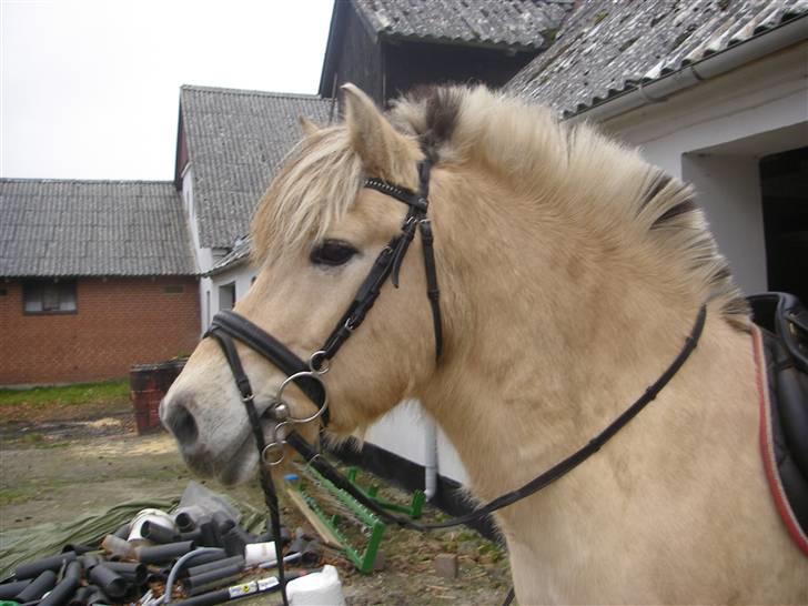 Fjordhest Klaus - VI skal ud og springe:D billede 5