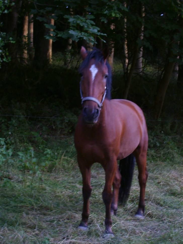 Welsh Cob (sec D) Rambo(solgt) - en delig tur på fold kan ikke skade bare du ikke ruller dig billede 2