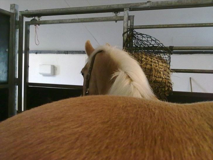 Haflinger Guldborggaard's Nero billede 18