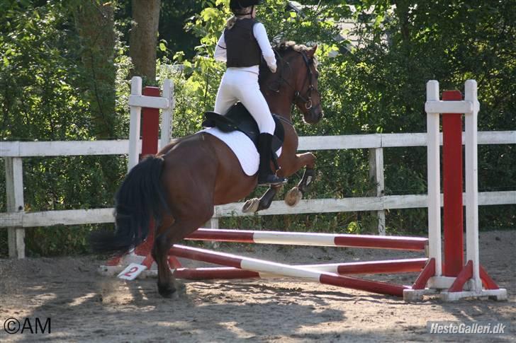 Welsh Cob (sec D) Rambo(solgt) - spring stævne på aagården første og sidste springstævne med ham billede 5
