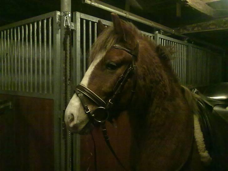 DSP Guldborggaards Remir - Remir med hovedtøj og sadel på for tredje gang. Han tager det VIRKELIG pænt! :D billede 11