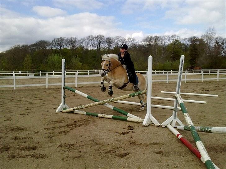 Haflinger Guldborggaard's Nero - Nero og Jeg til min første spring undervisning billede 19