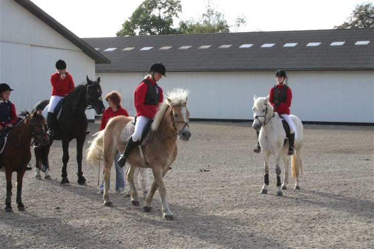 Haflinger Guldborggaard's Nero - Astrid og Nero blev kaldt op til en anden premie :D billede 20