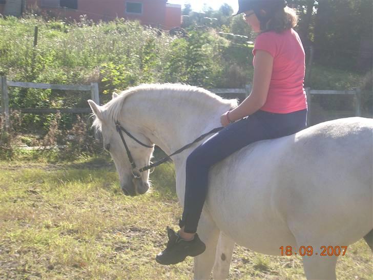 Anden særlig race Miss Jackie *gamle part* - Kan så godt lide det her billede. billede 5