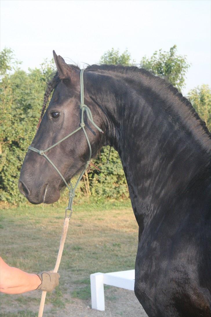 Frieser Zeus Fan Stennissegaard *SOLGT* billede 13