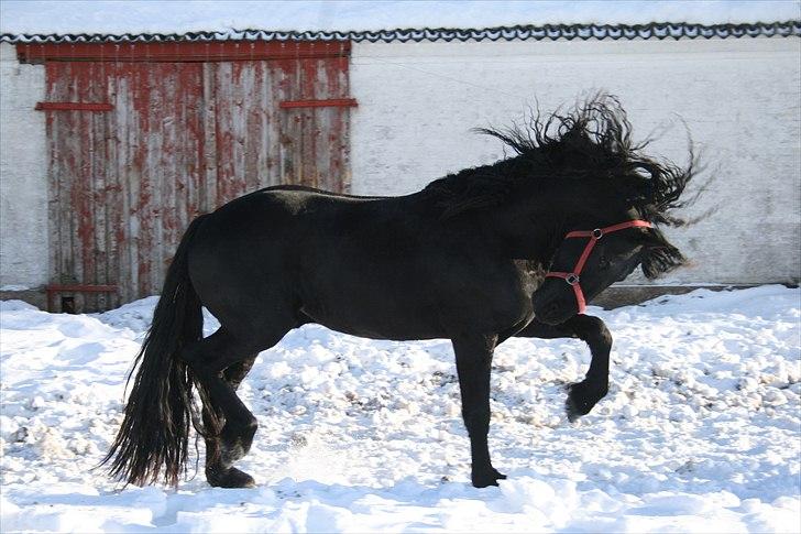 Frieser Zeus Fan Stennissegaard *SOLGT* billede 16