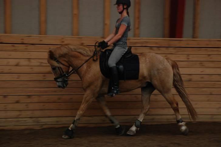Anden særlig race Just hugo Forever  billede 7