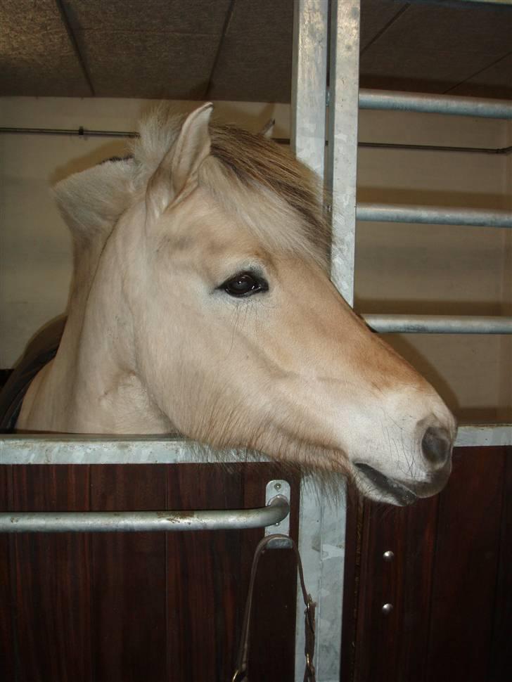 Fjordhest FREJA R.I.P. - 1. Frejsen i sin boks.. billede 1