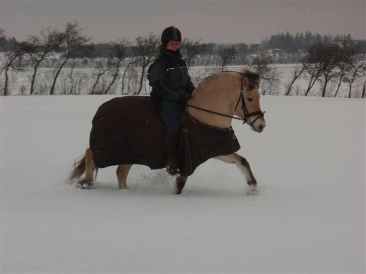 Fjordhest FREJA R.I.P. - 2. Mor og Freja på en lille snetur på marken. Freja syntes det var fedt!!:-) billede 2