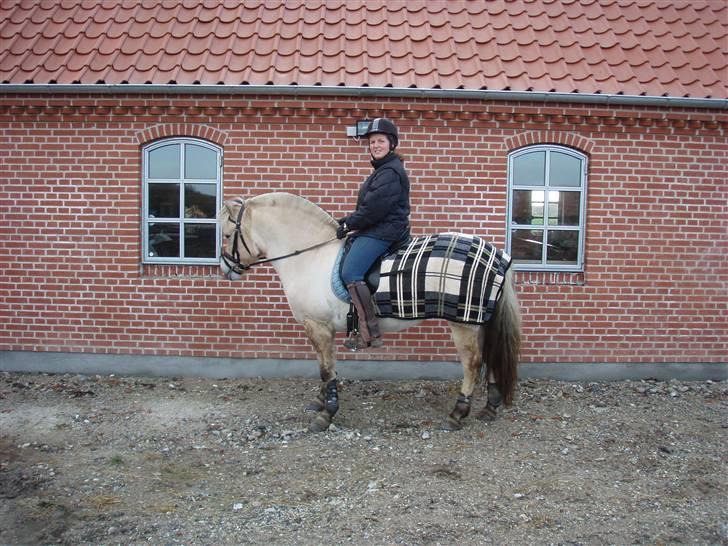 Fjordhest FREJA R.I.P. - 6. På vej ud på en ridetur.. billede 6