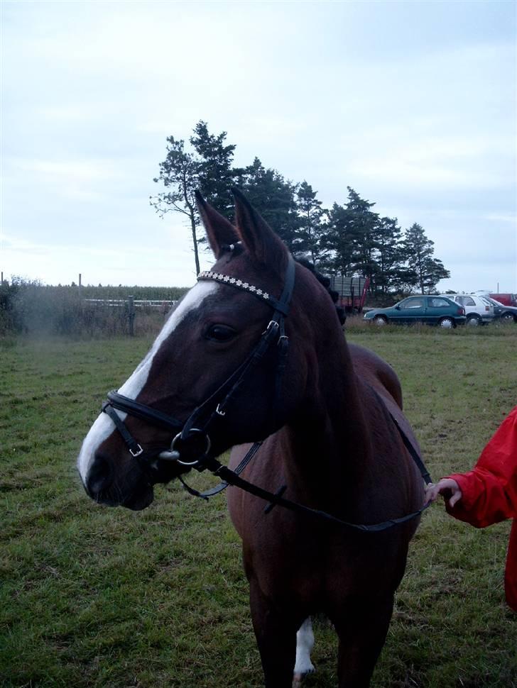 Anden særlig race Shanell - *solgt* :'( - En opmærksom shanell? (: stævne.  billede 4