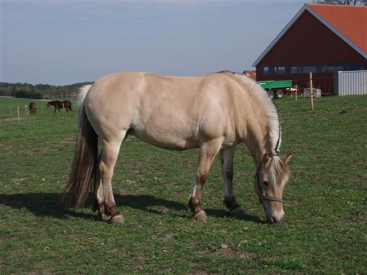 Fjordhest FREJA R.I.P. - 10. Freja sommeren 2009  billede 10