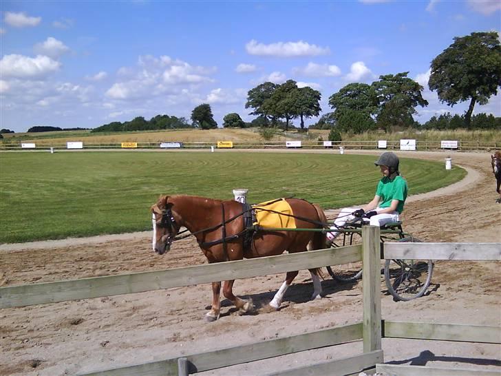 Welsh Mountain (sec A) Bubbly Bubber (soglt) - bobber og mig til ponytrav billede 7