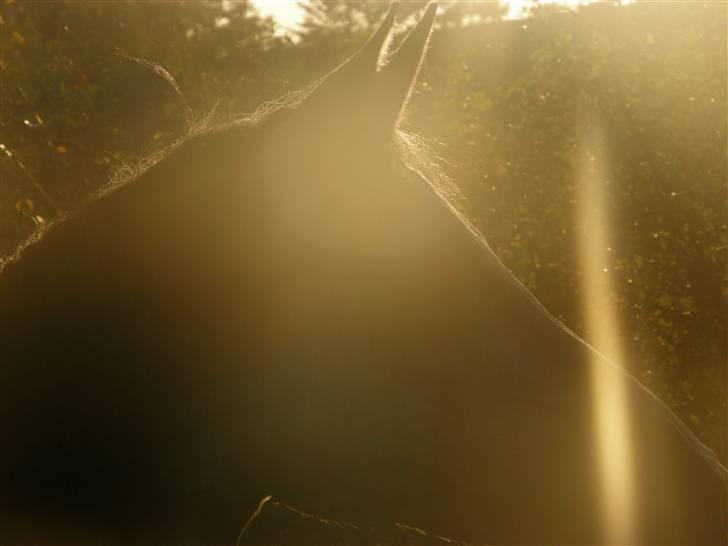 Arabisk fuldblod (OX) ¨"*¤§~Zaruna~§¤*"¨  - uhh jeg ser godt ud i aftensolen! ;D billede 20