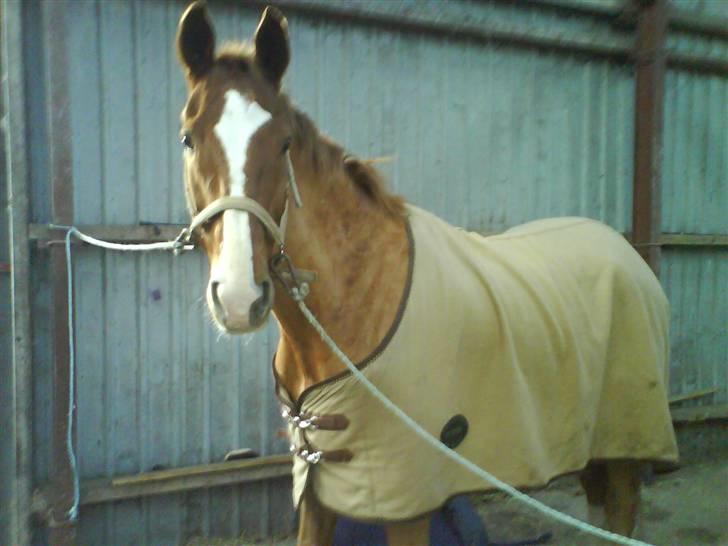 Hannoveraner Lugano Wonder*Aflivet* - lige ved a blive striglet :b billede 2