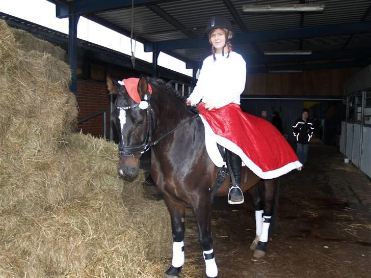 Welsh Cob (sec D) Tecno (solgt) - Til julekvadrille billede 7