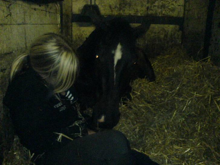 Welsh Cob (sec D) Tecno (solgt) - Tecno og mig som hygger ;D billede 8