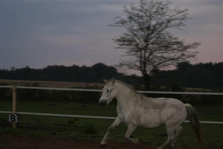 Welsh Mountain (sec A) "Mysse"  - ( 7 )  org blæret pony man :P  billede 5