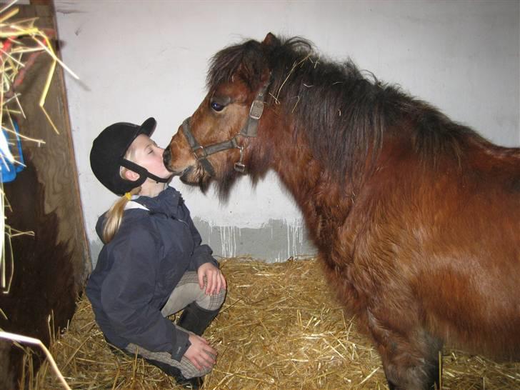 Shetlænder Kasper (solgt) - et lille mys hehe :) billede 10