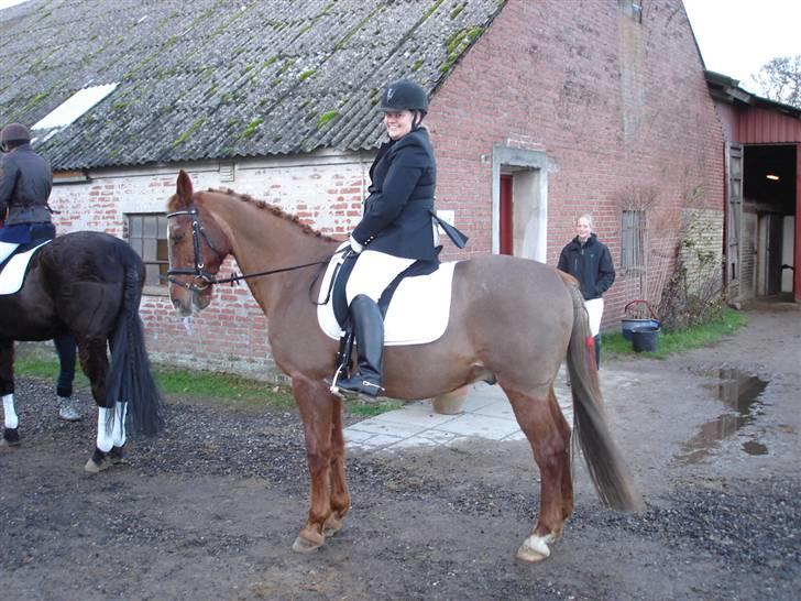 Anden særlig race Maxime de Chazelle* Død* - Max til stævne i Hyor d 08-12-07 billede 6