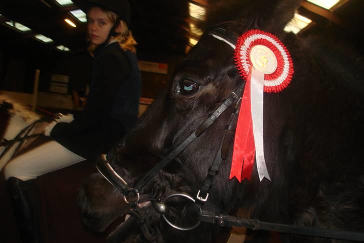 Anden særlig race Shiva <3 - Vi vinder altid min shivamus! <3 billede 10