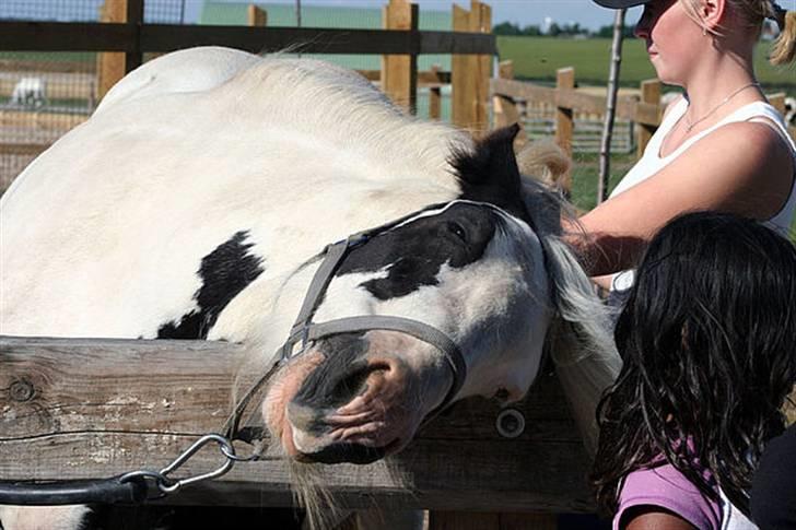 Tinker Wild Irish Bellis billede 11