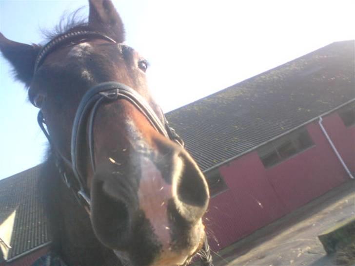 Anden særlig race Liberty - Velkommen til Liberty´s profil. <3 billede 1