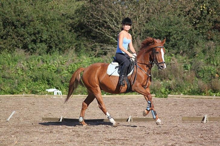 Anden særlig race Bibi  <3  - En spring galop. Billedet er taget af CSJ billede 18